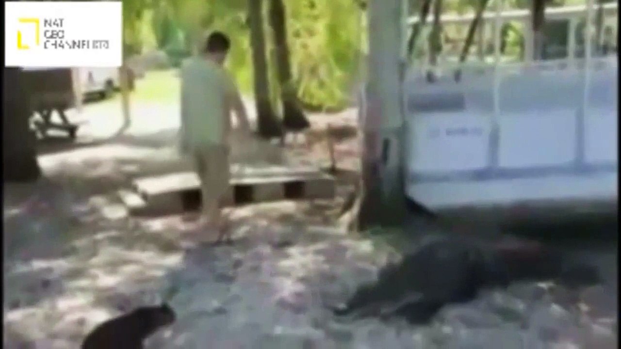 Lion Attack , Tiger Attack , Crocodile Attack TOP 10 Animal Attack