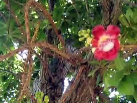 Pali Chanting - Ratna Mali Gatha.flv