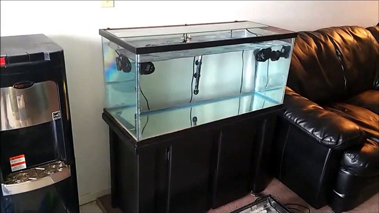 Saltwater Aquarium Setup For Dummies