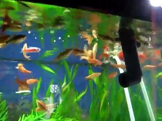 Fishes snatching tubifex worms