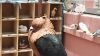 pigeons de fantaisie marrakech amine et ahmed.
