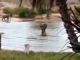 Natural Wild Life Elephant crossing the river in Kenya from Travel Kenya Travel