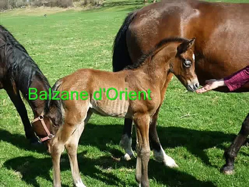A mes yeux les meilleurs chevaux du monde... Vaillant