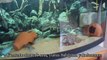 Yunus ve Sarı Prenses Balık Yumurtlatma - Akvaryum balıkları