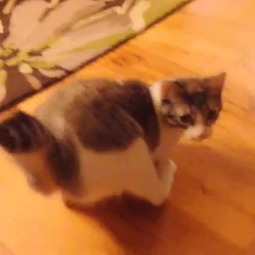 Roux, la chatte-lapin à deux pattes, et sa famille d'adoption. (1)