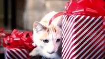 Felices Fiestas te desea Purina Cat Chow