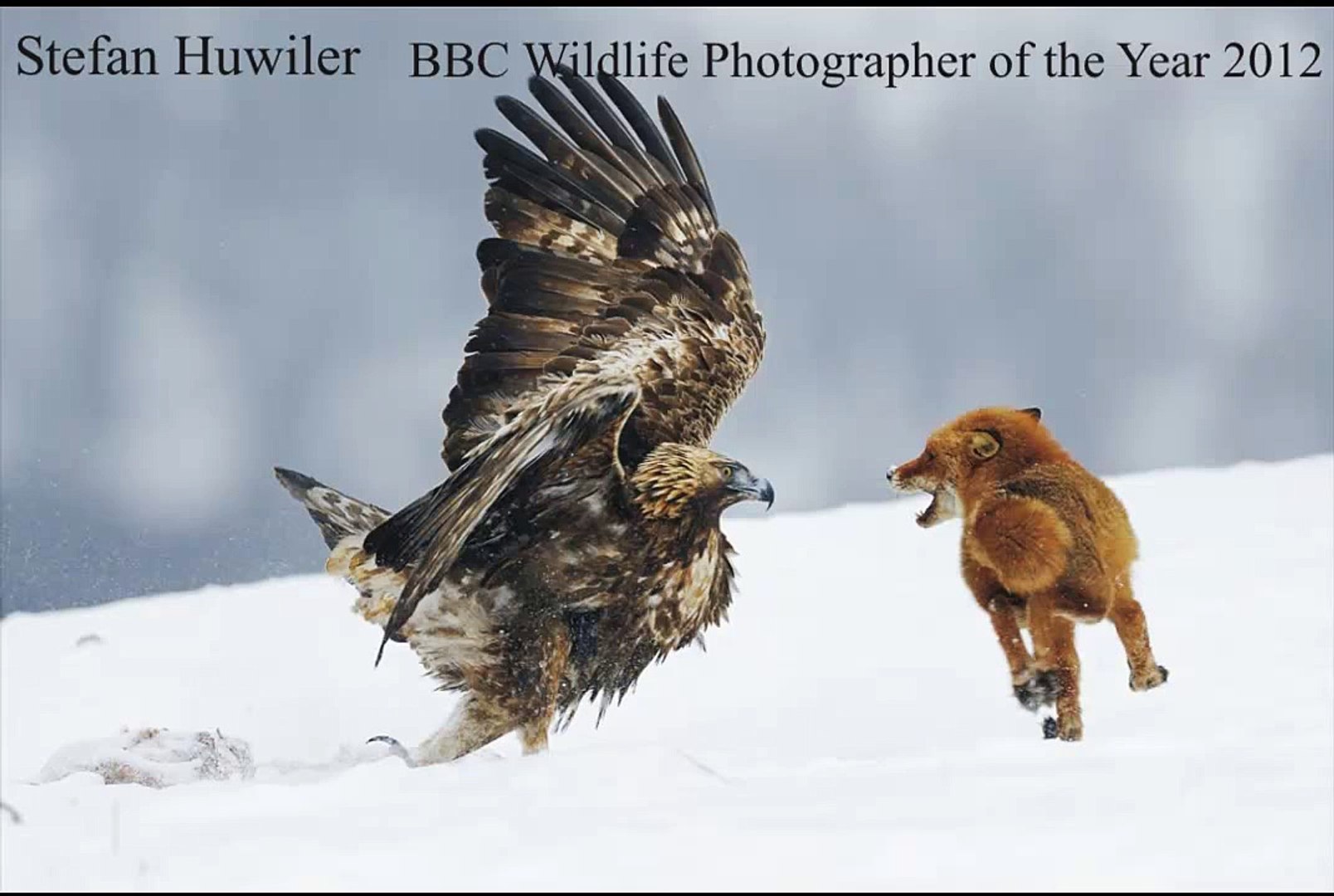 Golden Eagle Attacks Fox