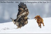 GOLDEN EAGLE ATTACKS FOX