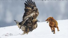 GOLDEN EAGLE ATTACKS FOX