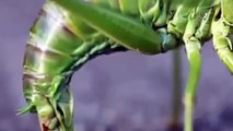 Locust laying eggs ☆ Animals Giving Birth