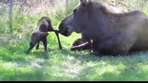 Moose mom gives birth to twins! ☆ animals give birth