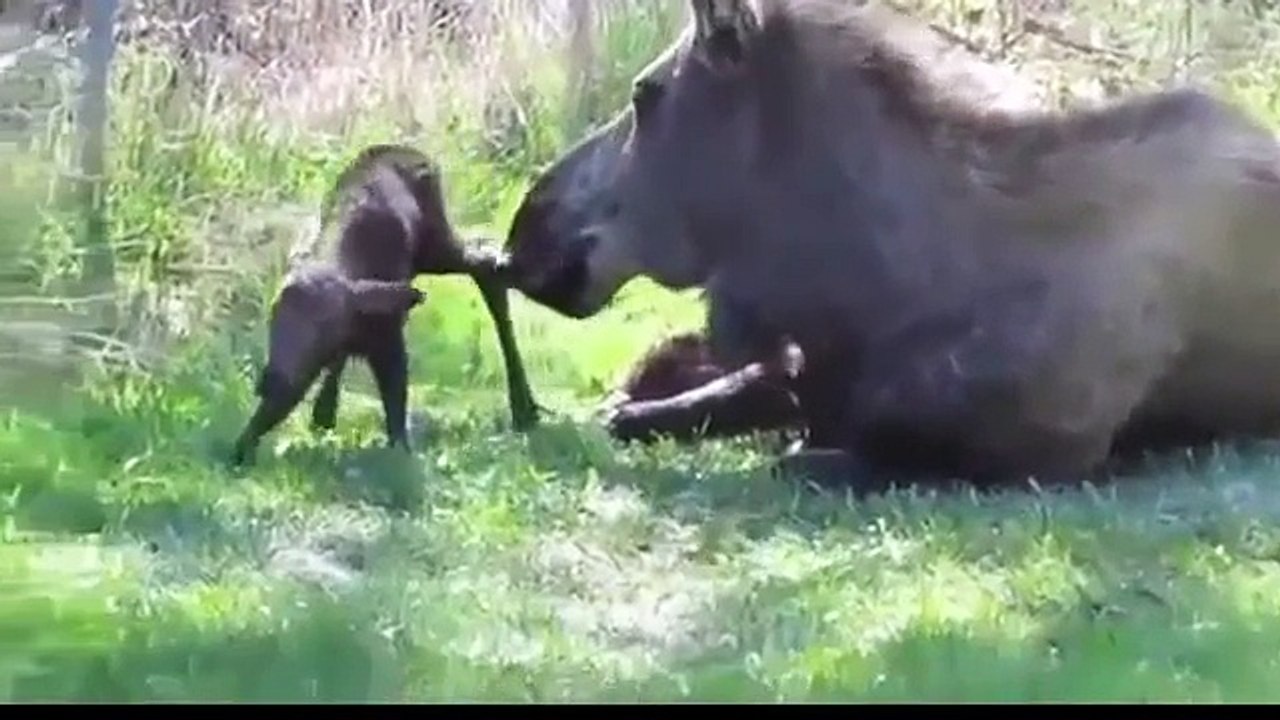 Moose mom gives birth to twins! ☆ animals give birth