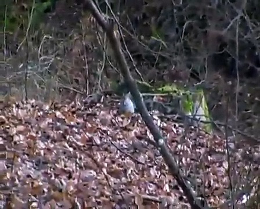 A.K.5000 Eastern Grey Squirrel