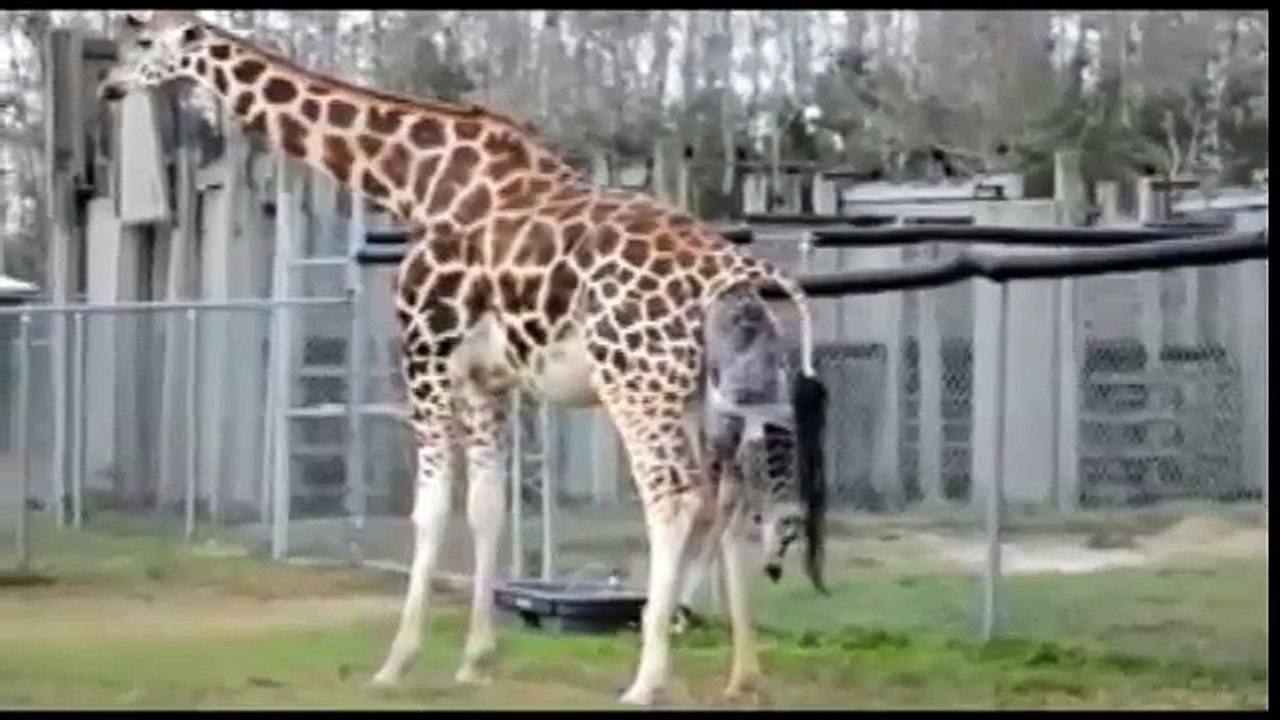 Giraffe Gives Birth