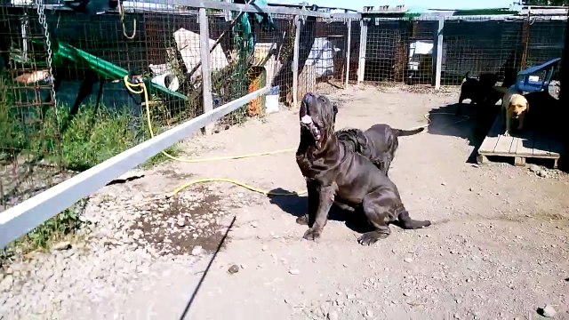 Mastino Napoletano MASTINI DEL VECCHIO MATTATOIO