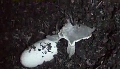 Zombie Crestie Laid Eggs