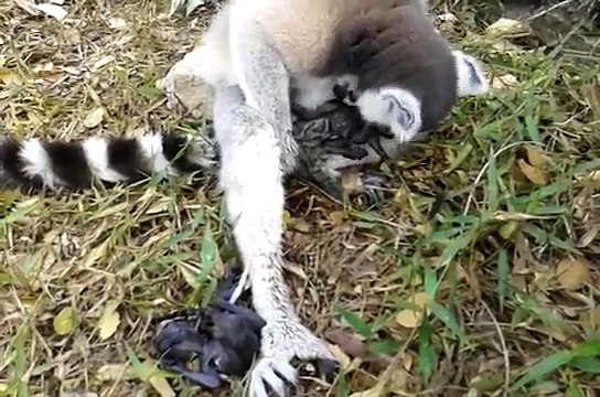 Twins Born Ring-tailed lemur Gives Birth to Twin in Thailand 2
