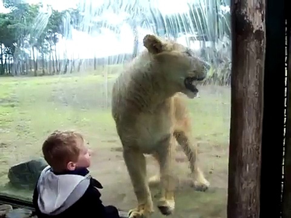 Funny: Lion Attack!