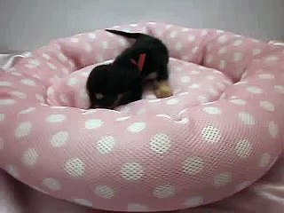 259581Ｍダックス