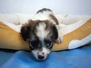 ペットショップＣｏｏ＆ＲＩＫＵ　ＭＩＸ　Ｎｏ259575