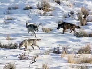 The Delisting of Wolf 253M