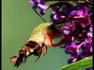 BUTTERFLYS AND MOTHS (BUTTERFLY SONG)