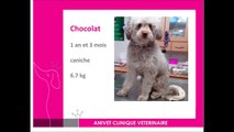 Cas de diabète insipide central chez un chien : Chocolat