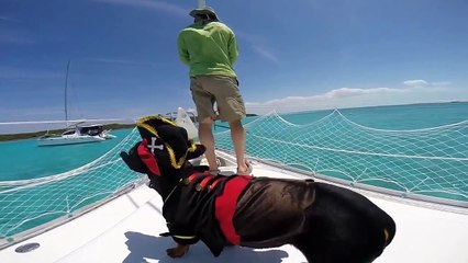 Crusoe the Pirate Dachshund [Segment from Full Bahamas Video]