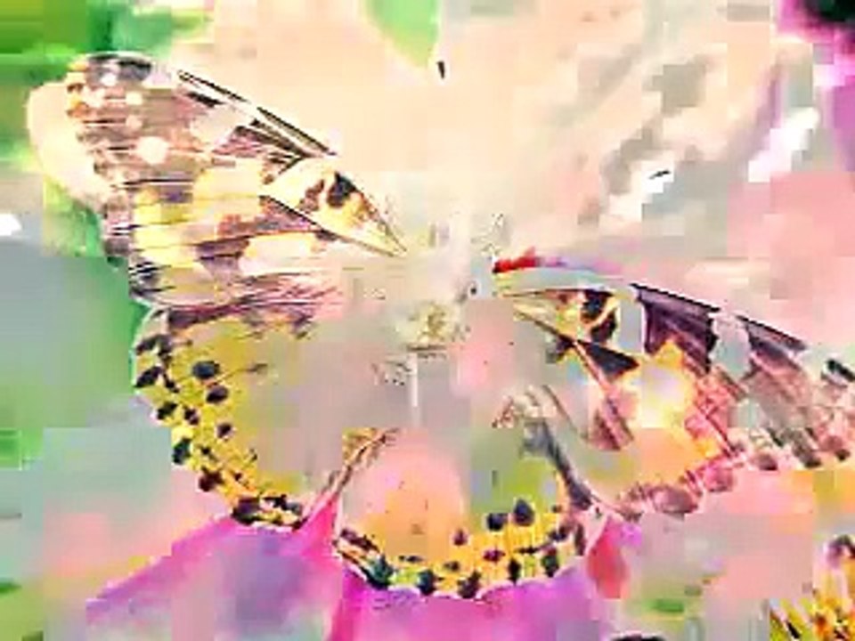 Creation vs. Evolution: The Amazing Butterfly