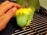 Masturbating Parrot.
