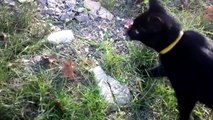 Black vs White Cat Funny Cats in action / Śmieszne Koty w akcji