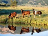 Fotos de Cavalos