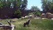 Hyena Feeding - Denver Zoo
