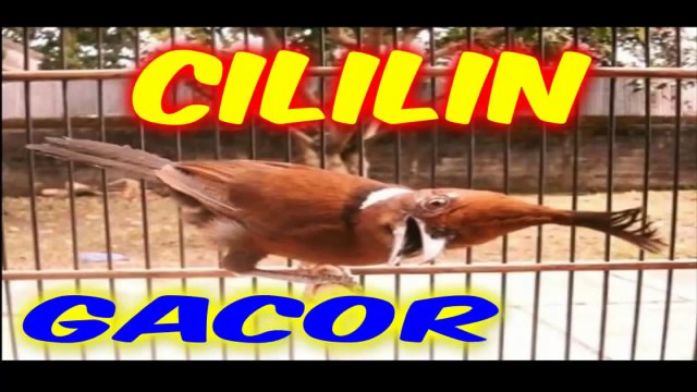 Suara burung Cililin Gacor Mantap Full Isian HD - Masteran Burung Lengkap