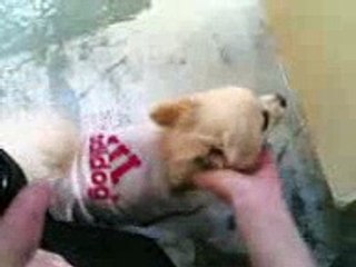 DOggie at bugis Village