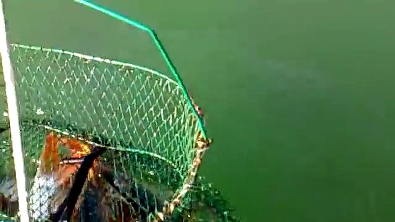 pecanje na plovak drina 3.mp4