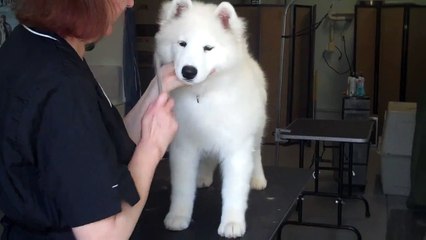 Tega's Let The Sparkles Fly "Opal" Tega Samoyeds Wine Countr