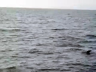 Dolphins in Banderas Bay, Mexico