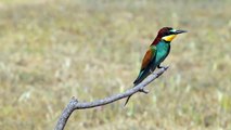 Bijeneter - Merops apiaster - Bee-eater Skala