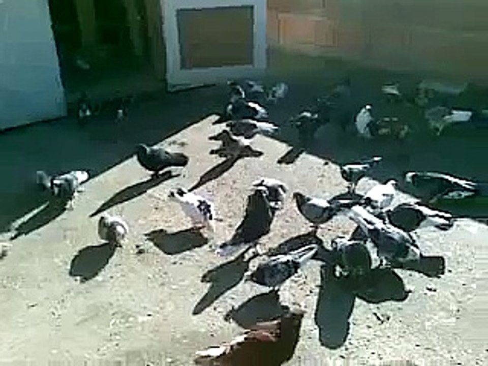 GULABI DUNECI