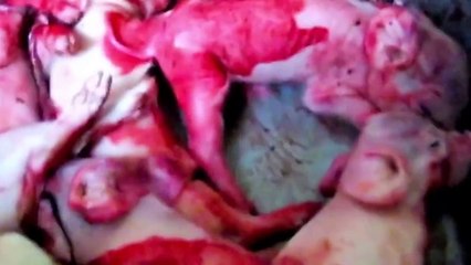 Te gusta la carne de res, cerdo, y pollo???