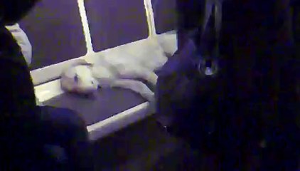 Собака в московском метро / Dog on Moscow metro