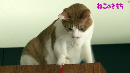 ねこのきもち「猫がお腹をﾍﾟﾛﾍﾟﾛしているときの気持ちは？」編