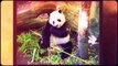 Panda facts for kids | giant | bear | fun facts about Pandas |best |top