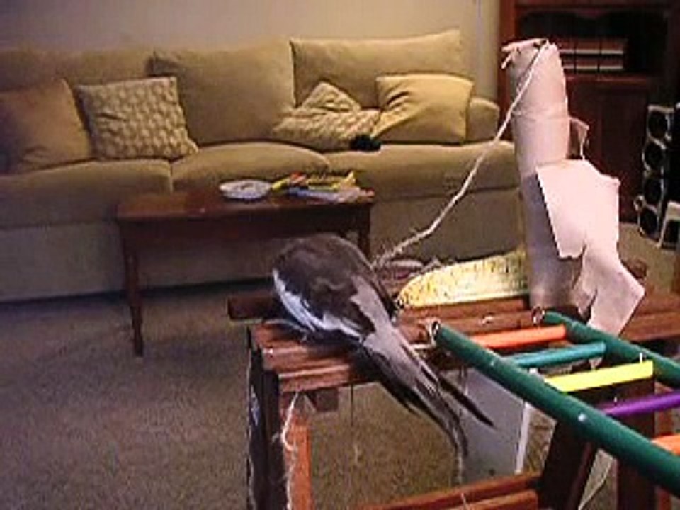 Cockatiel singing away