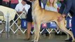 Dallas Great Danes dog show