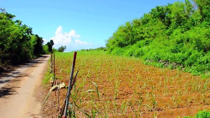 種子島探検記　秒速5センチメートルの旅
