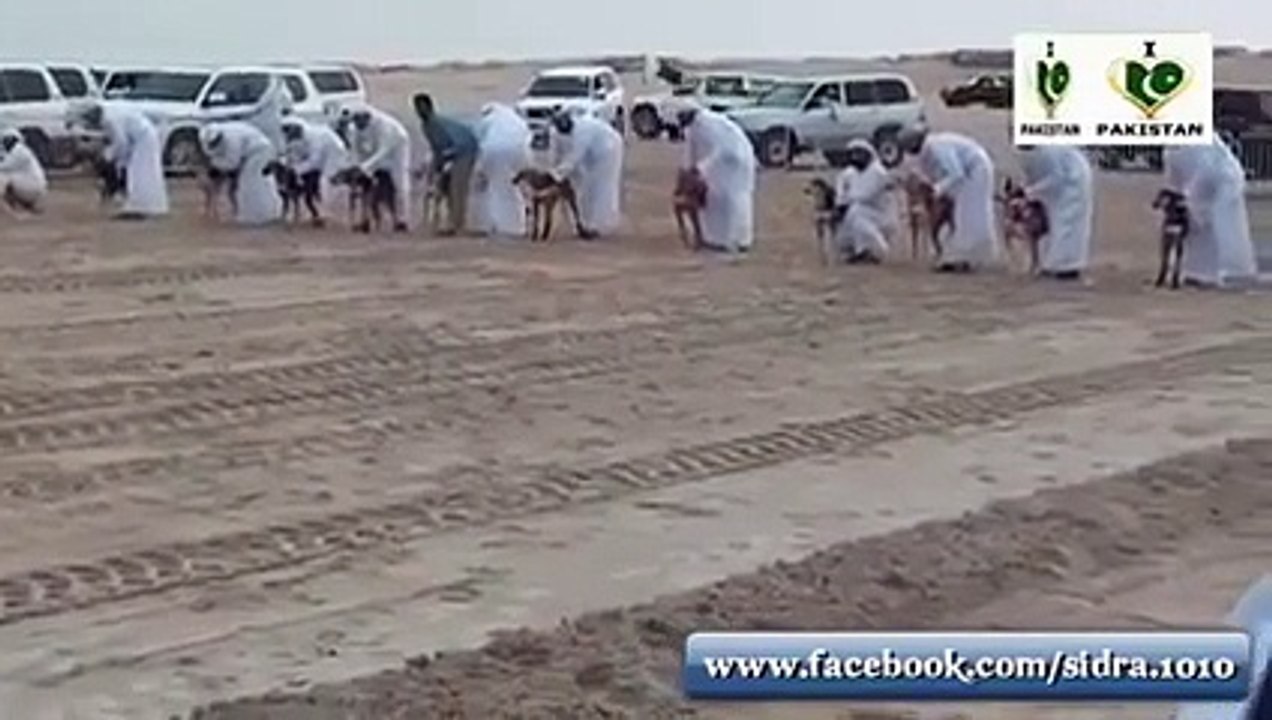 Awsome Dog Race
