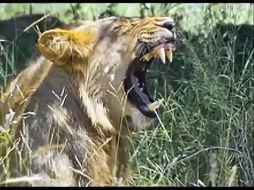 the life cycle of lions