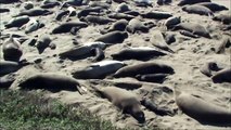 Newborn Elephant Seals: January 2013: San Simeon/Point Piedras Blancas, California